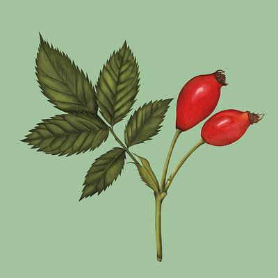 Rosehip Antioxidant Plant Painting antioxidant bud digital flower food handdrawn illustration illustrator leaf leaves nature painterly painting plant realistic rosehip skincare stem tea traditional