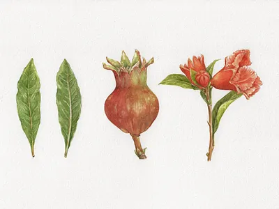 Pomegranate artwork botanical brown flower fruit green handmade illustration leaf painting pomegranate red traditional art watercolor