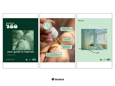 Blackbird 420 Instagram Campaign 420 blackbird branding campaign cannabis content graphic design instagram instagram content social content social media