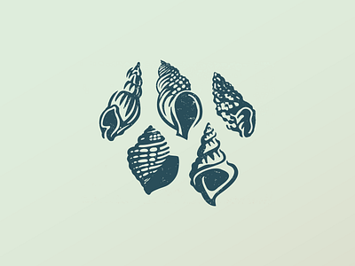 Shells branding drawing icon logo nature sea shell