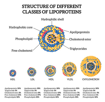 Lipoproteins cholesterol classes cholesterol illustration lipoproteins realistic vector