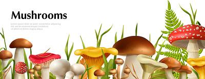 Mushrooms poster autumn forest illustration mushrooms realistic vector