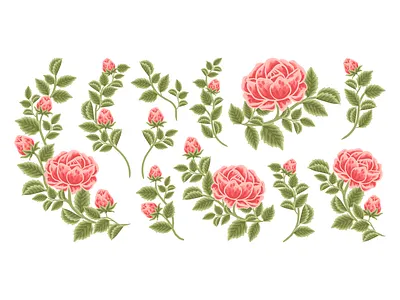 Set of Hand Drawn Summer Red Rose Flower Elements aesthetic botanical botany classic clipart floral floral illustration flower flower illustration garden hand drawn illustration nature painting plants red rose rose roses sentimental set