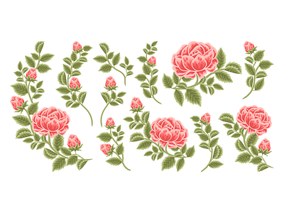 Set of Hand Drawn Summer Red Rose Flower Elements aesthetic botanical botany classic clipart floral floral illustration flower flower illustration garden hand drawn illustration nature painting plants red rose rose roses sentimental set