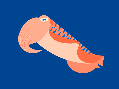 Cuttlefish cuttlefish fish flat design illustration minimal sea see