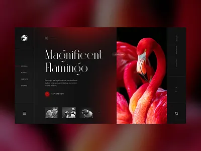 San Diego Zoo Wildlife concept animals daily flamingo landing page logo oink ui web webdesign website wildlife zoo