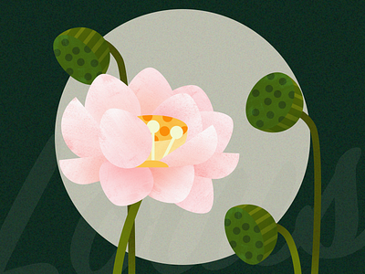 Lotus flower illustration lotus ui