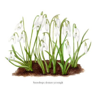 Watercolour snowdrop book illustration book illustration botanical illustration flower illustration nature nature illustration snowdrops watercolor watercolour illustration wild flowers