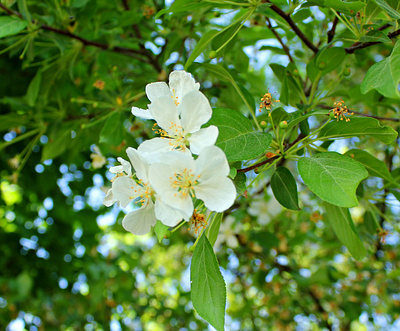 Flower Picture by J.M illustration pho