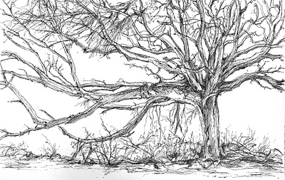 Tree from Observation beach drawing forest nature observation outdoors pen and ink plein air sketching