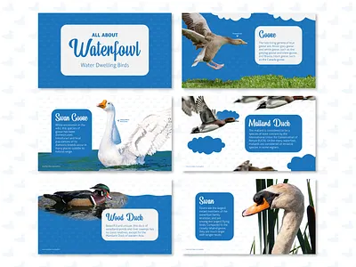 Waterfowl Presentation Design bird birds blue design duck ducks flock flying geese goose graphic design lake layout mallard duck presentation presentation design swan water waterfowl