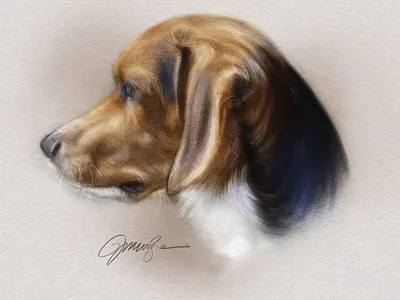 Beagle Portrait beagle dog pets portrait procreate profile