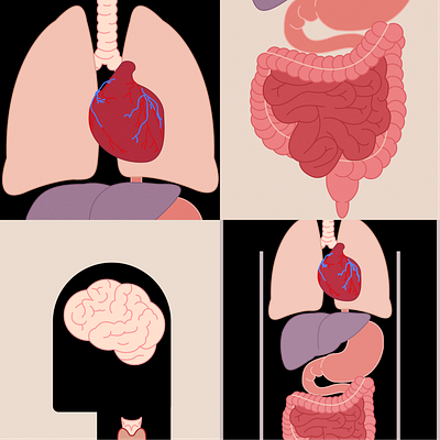 Human Anatomy Illustration - Heart, Liver, Stomach, Intestine art design figmadesign flat graphic design illustration