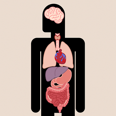 Human Anatomy Illustration - Heart, Liver, Stomach, Intestine