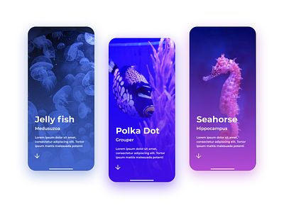 Amfibian - Aquatic exploration 🐠 appdesign appui branding design figmadesign graphic design illustration minimal design minimalism motion graphics ui uidesign uiux uiuxdesign