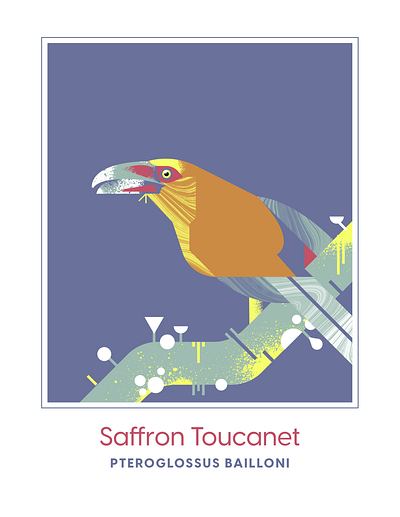 Scarlett Toucanet bird character design geometric illustration texture vector