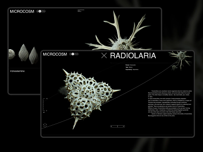 Microcosm 3d animation bio illustration paleo science sea ui ux