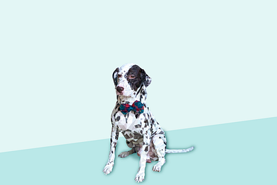 Lowpoly Gullu abstract adobe anjaanikalakaar art design digital dog dribble artist flat graphic design illustration illustrator lowpoly minimal portrait shapes vector