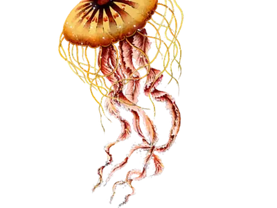 Jellyfish Design abstract creative design illustration jellfish logo design modern photoshop professional sketch