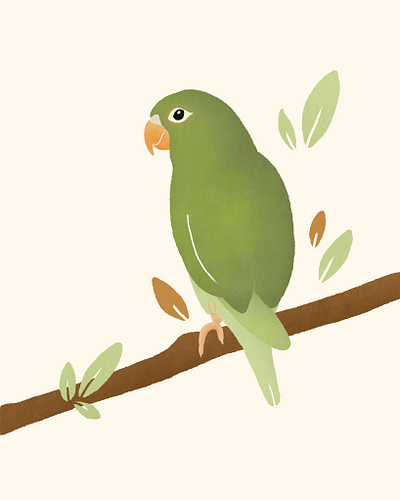 Procreate parakeet illustration parakeet procreate