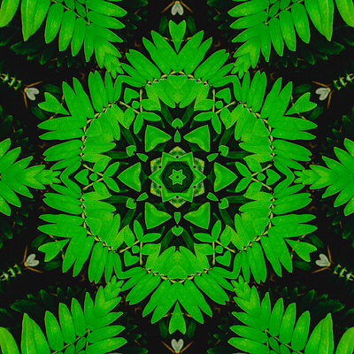 Fern Kaleidoscope adobe art artist collage art digital design digital photography kaleidoscope video kew gardens motion design motion graphics nature photo photographer photography photoshop plants video