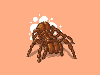 TARANTULA arachnid cartoon cartoon character cartoon illustration cartooning character design design drawabox illustration insect insect study procreate spider study tarantula