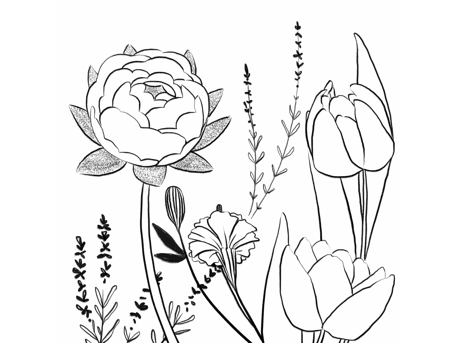 XV Bloom animation black and white bloom bud floral flower flowers frame by frame grow growing illustration lavender marigold peony spring tulip xv
