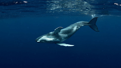 Baleen Whale compositing