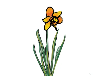 Daffodil Illustration design illustration illustrator sketch