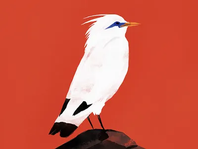 Bird 50s animal bird cartoon design drawing editorial illustration illustration nature onga spot white