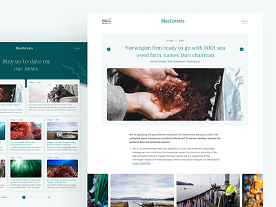 BlueForests News Pages bluegrowth concealed design kelp kelpforests news newslisting nextjs react restoringnature seaforestation seaweed uxui