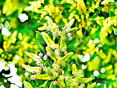 Tilia (Linden) Art naturebeautiful yellow