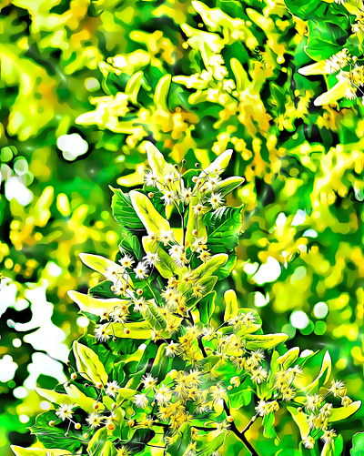 Tilia (Linden) Art naturebeautiful yellow