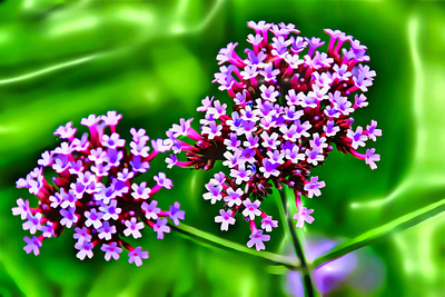 Art Thyme Flowers Macro flowers