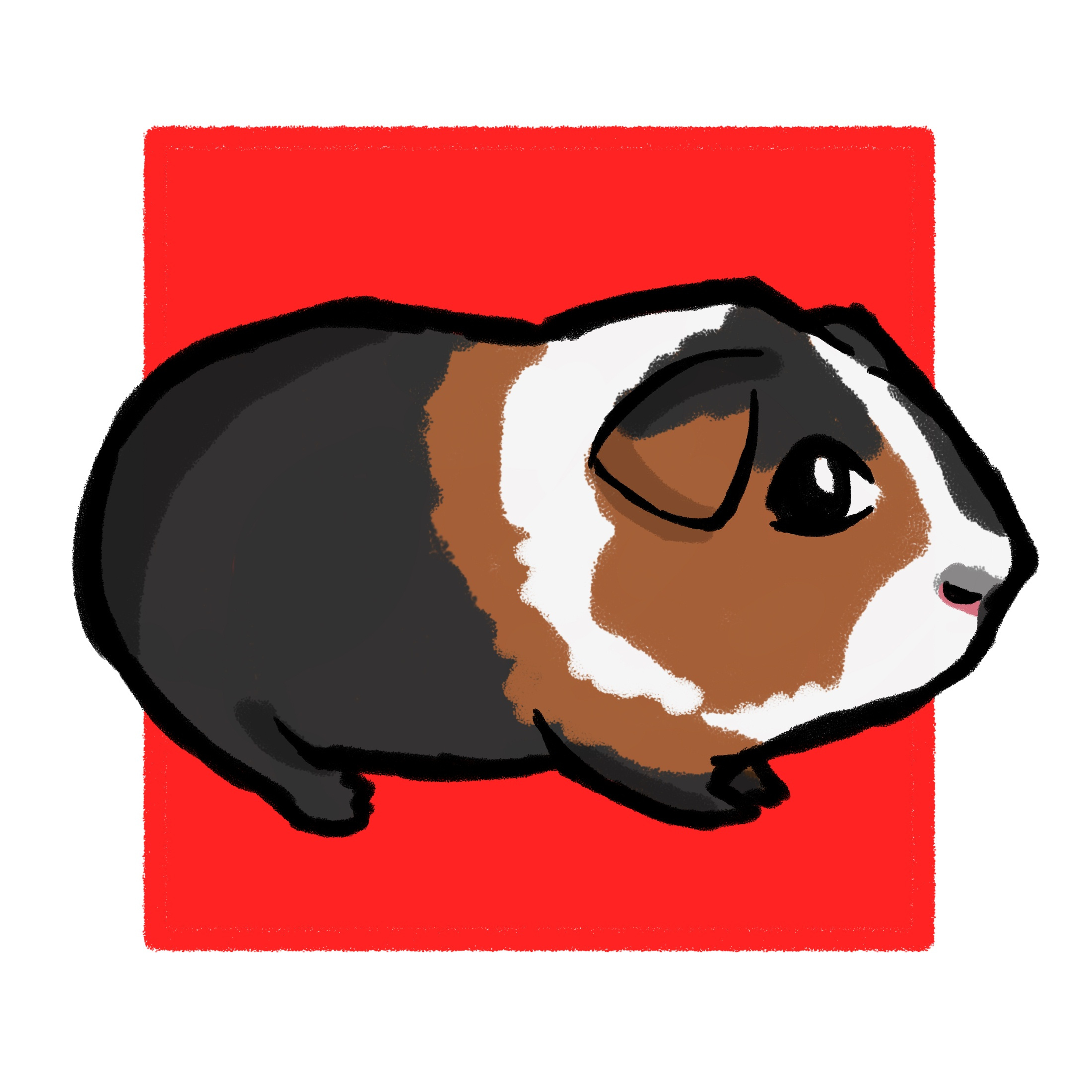 Example of Guinea piggie!