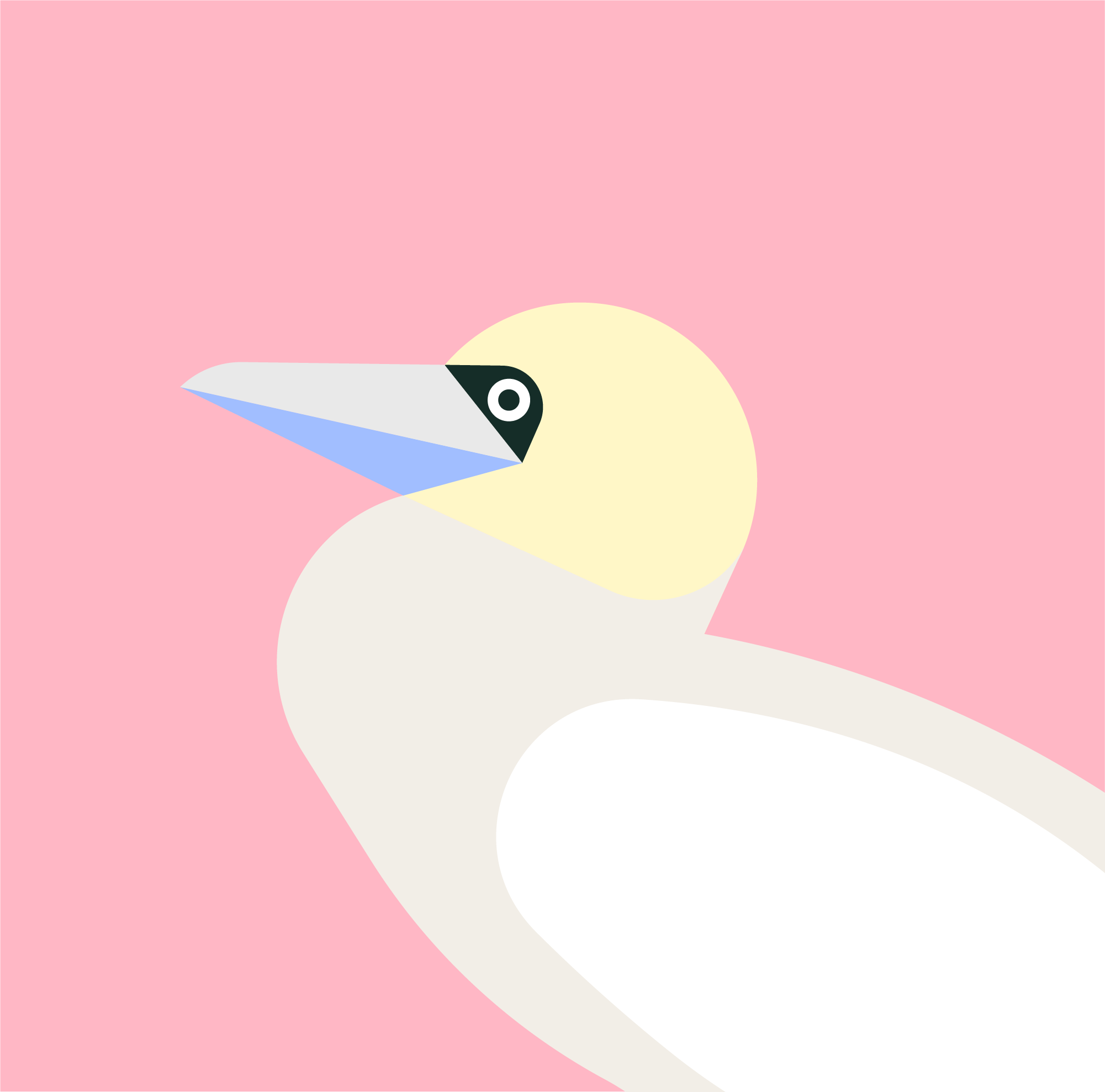 Cape Gannet animal animalillustration bird capegannet gannet geometric illustration minimal vector wildlife