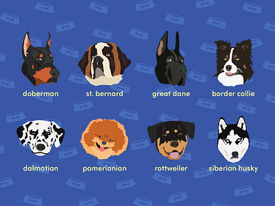 Dog Types border collie breed dalmation doberman dog dogs face great dane illustration pet pomerianian rottweiler siberian husky st. bernard