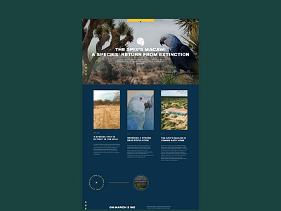 ACT Parrots: Landingpage Design agency design logo ui ux web website