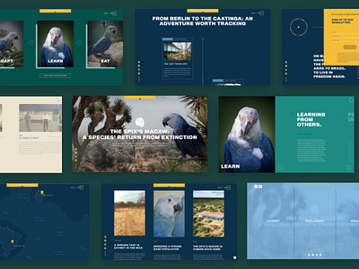 ACT Parrots: Landingspage Design agency design logo ui ux web website