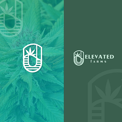 branding for cannabis brand (brand mood,etc) branding cannabis company corporate identity design graphic design logo logo design minimal vector