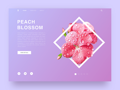 Flower Guide website sketch