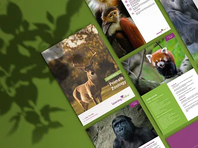 Primate Zoology Presentation design icons illustration pitch deck presentation