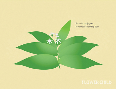 Starflowered Solomon's seal brand canadian rockies creative direction design flower specimens hike hike with kids identity illustration mountain culture starflowered solomons seal thewayfindercompany trail culture trail kids trail testing trail time wild flower child wildflowers