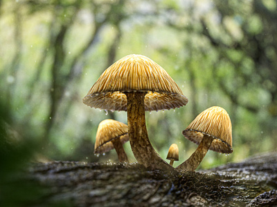 Magic Mushrooms - 3D Visualization #01 3d 3d art 3d artist 3d design 3d modeling 3d visualization 3ds max advertising cgi design forest jungle light mushrooms magic magic mushrooms micro micro photos mushrooms rain trees
