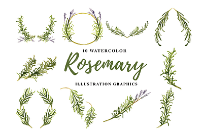 10 Watercolor Rosemary Illustration Graphics vegetarian