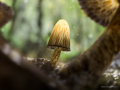 Magic Mushrooms - 3D Visualization #02 3d 3d art 3d artist 3d design 3d modeling 3d visualization 3ds max advertising cgi design forest jungle macro photos magic magic mushrooms micro mushrooms rain tharaka dulanjaya v ray