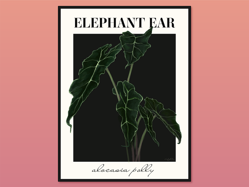 elephant ear illustration adobe botanical design elegant graphic design hand drawn illustration illustrator layout magazine minimalist photoshop plant serif typography