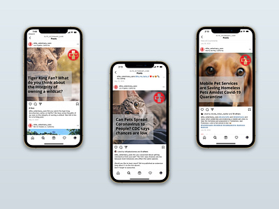 Elite Veterinary Care - Instagram Posts instagram social media veterinary clinic
