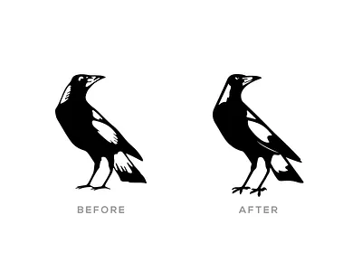 Collingwood FC Magpie Refresh afl australia australian bird branding club collingwood design football logo magpie magpies melbourne rebrand refresh sport