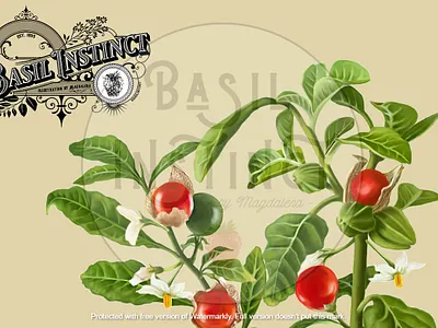 Ashwagandha detail art botanical botanical art botanical illustration design food food illustration herb painting illustration